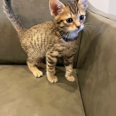2匹一緒に！保健所から引き出した子猫ちゃん