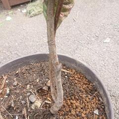 【お話し中】びわ苗木 6～7年もの 鉢つき ビワ 枇杷 果樹 果物フルーツ Biwafruits 家庭菜園 ガーデニング 園芸 無農薬の画像