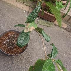 【お話し中】びわ苗木 6～7年もの 鉢つき ビワ 枇杷 果樹 果物フルーツ Biwafruits 家庭菜園 ガーデニング 園芸 無農薬の画像