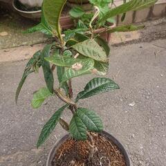 【お話し中】びわ苗木 6～7年もの 鉢つき ビワ 枇杷 果樹 果物フルーツ Biwafruits 家庭菜園 ガーデニング 園芸 無農薬の画像
