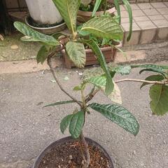 【お話し中】びわ苗木 6～7年もの 鉢つき ビワ 枇杷 果樹 果物フルーツ Biwafruits 家庭菜園 ガーデニング 園芸 無農薬の画像