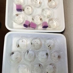 オキナワシリケンイモリ幼体10+死着予備2匹セット送料込みの画像
