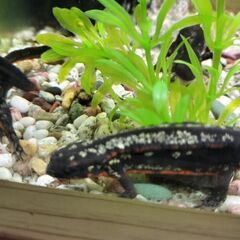 オキナワシリケンイモリ幼体10+死着予備2匹セット送料込みの画像