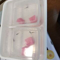 オキナワシリケンイモリ幼体10+死着予備2匹セット送料込みの画像
