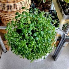 【多肉植物】カランコエ属『クローンコエ』のスプラウト（KLC-SP400）の画像