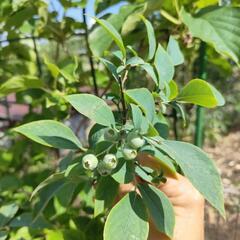 【商談中】ブルーベリー大苗　ラビットアイ系パウダーブルーの画像