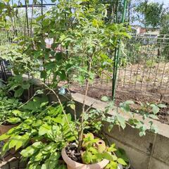 【商談中】ブルーベリー大苗　ラビットアイ系パウダーブルーの画像