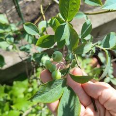 【商談中】ブルーベリー大苗　ラビットアイ系パウダーブルーの画像