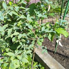 【商談中】ブルーベリー大苗　ラビットアイ系パウダーブルーの画像