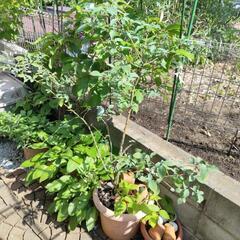 【商談中】ブルーベリー大苗　ラビットアイ系パウダーブルーの画像