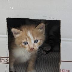 生後3週目　野良猫ちゃんです