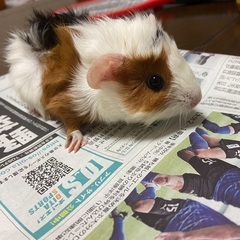 モルモット