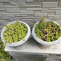 多肉植物　名前不明　まとめて13点の画像