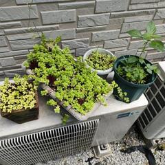 多肉植物　名前不明　まとめて13点の画像
