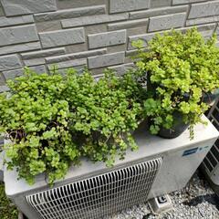 多肉植物　名前不明　まとめて13点の画像