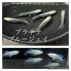 【nego_mdk】プラチナブルージェイ買い戻さして下さい🙏
