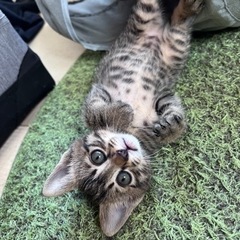 生後6週間くらいの可愛い姉妹