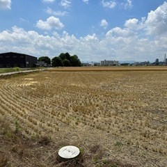 稲わら　ワラ　稲　稲藁　無料　タダ　家庭菜園の画像