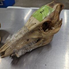 【希少】猪　頭蓋骨3個セットの画像