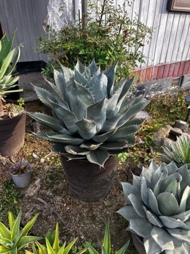 アガベ　パラサナ錦　ファイヤーボール 希少特大80センチ