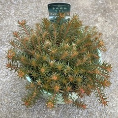 多肉植物  セダム チョコレートボール 希少　大人気の画像