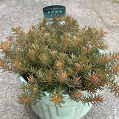 多肉植物  セダム チョコレートボール 希少　大人気