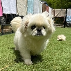 おっとりペキニーズの女の子🌷 - 犬