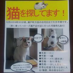 猫を探してます!