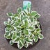 ランキングキーワードに紐づく投稿画像-観葉植物