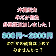 めだかの飼育を始めよう！
