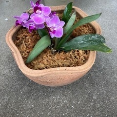 【値下げ】鉢植え　蘭