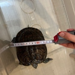 ミシシッピアカミミガメ　亀好きな方、里親募集！ - その他