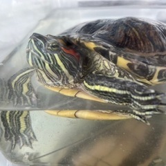 ミシシッピアカミミガメ　亀好きな方、里親募集！ - 横浜市