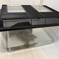ミシシッピアカミミガメ　亀好きな方、里親募集！ - 里親募集