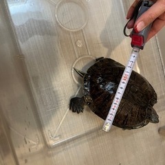 ミシシッピアカミミガメ　亀好きな方、里親募集！ − 神奈川県