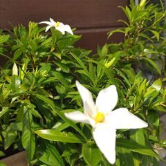 (取り引き者決定)クチナシの花が咲き始めました。