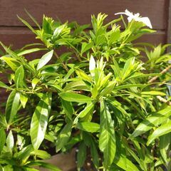 (取り引き者決定)クチナシの花が咲き始めました。の画像