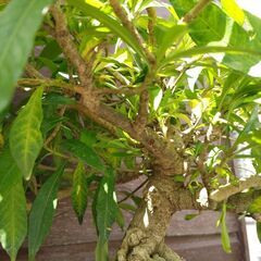 (取り引き者決定)クチナシの花が咲き始めました。の画像