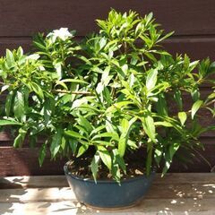 (取り引き者決定)クチナシの花が咲き始めました。の画像