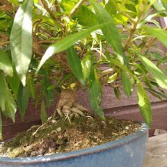 (取り引き者決定)クチナシの花が咲き始めました。の画像