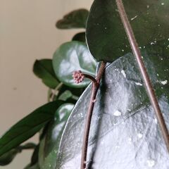 ホヤ・カルノーサの鉢を譲りますの画像