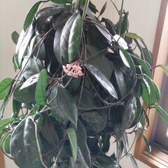 ホヤ・カルノーサの鉢を譲りますの画像