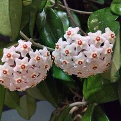 ホヤ・カルノーサの鉢を譲りますの画像