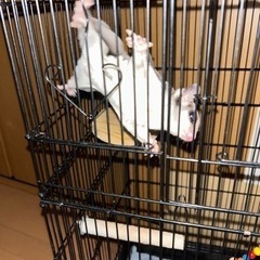 フクロモモンガお譲り致します