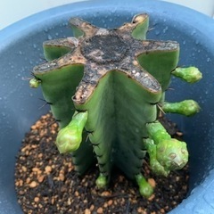 【今週2,000円】【新品⭐︎植木鉢&土】「柱サボテン☆花芽つき♡」の画像
