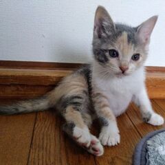 生後1ヶ月半たまきちゃん里親募集