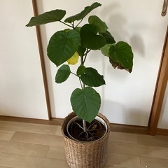 ウンベラータ