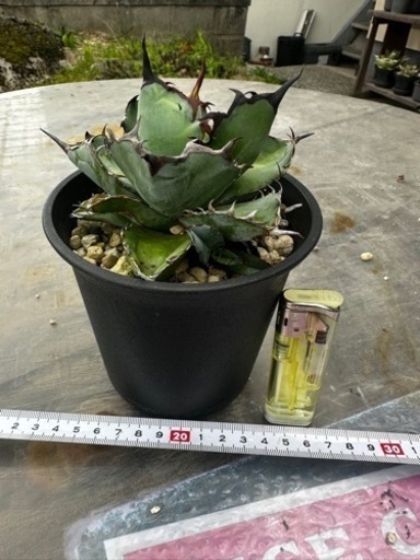 アガベ　Black&Blue 4号鉢　仔株付き　インドネシア産