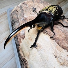 ヘラクレスオオカブト　オス　大型血統　単品　　ヘラクレス　DHヘ...
