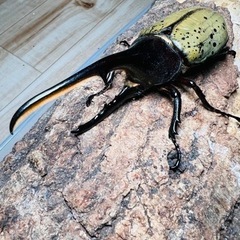 ヘラクレスオオカブト　オス　大型血統　単品　　ヘラクレス　DHヘ...